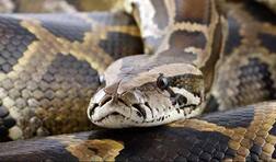 ਸੱਪ ਦੇ ਢਿੱਡ 'ਚੋਂ ਮਿਲੀ ਲਾਪਤਾ ਔਰਤ ਦੀ ਲਾਸ਼