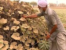 ਅਸਮਾਨੀ ਚੜ੍ਹੇ ਘੱਟੇ ਨੇ ਸਬਜ਼ੀ ਕਾਸ਼ਤਕਾਰਾਂ ਨੂੰ ਝੰਬਿਆ, ਤਿੰਨ ਮਰੀਜ਼ਾਂ ਦੀ ਮੌਤ