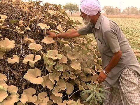 ਅਸਮਾਨੀ ਚੜ੍ਹੇ ਘੱਟੇ ਨੇ ਸਬਜ਼ੀ ਕਾਸ਼ਤਕਾਰਾਂ ਨੂੰ ਝੰਬਿਆ, ਤਿੰਨ ਮਰੀਜ਼ਾਂ ਦੀ ਮੌਤ ਅਸਮਾਨੀ ਚੜ੍ਹੇ ਘੱਟੇ ਨੇ ਸਬਜ਼ੀ ਕਾਸ਼ਤਕਾਰਾਂ ਨੂੰ ਝੰਬਿਆ, ਤਿੰਨ ਮਰੀਜ਼ਾਂ ਦੀ ਮੌਤ