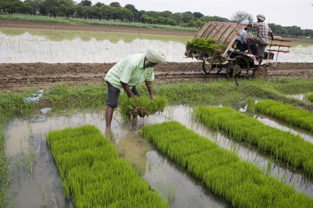 paddy season will start from 1 june, farmers warn to govt ਬਾਗੀ ਹੋਏ ਕਿਸਾਨ! ਇਸ ਵਾਰ ਪਹਿਲੀ ਜੂਨ ਤੋਂ ਝੋਨੇ ਦੀ ਲੁਆਈ ਦਾ ਐਲਾਨ