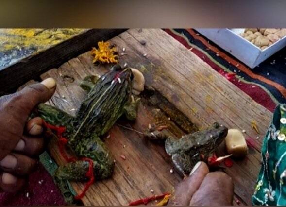 minister-lalit-yadav-wish-rain-during-frog-marriege ਮੰਤਰੀ ਨੇ ਮੀਂਹ ਪੁਵਾਉਣ ਲਈ ਕਰਵਾਇਆ ਡੱਡੂਆਂ ਦਾ ਵਿਆਹ