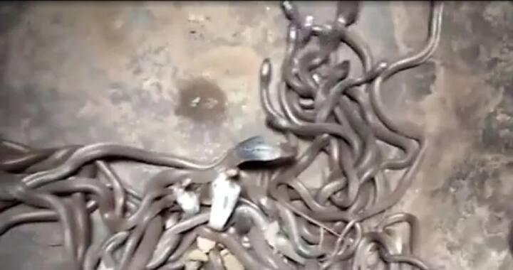 ਮੌਕੇ ’ਤੇ ਮਿਲੇ ਦੋ ਕੋਬਰਾ ਸੱਪਾਂ ਦੀ ਲੰਬਾਈ ਦੋ ਮੀਟਰ ਤੋਂ ਜ਼ਿਆਦਾ ਹੈ।