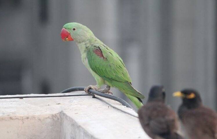 ਤੋਤਾ ਰੱਖਣ ਦੀ ਸ਼ੌਕੀਨ ਮਹਿਲਾ ਨੂੰ ਲੱਗਾ 71 ਹਜ਼ਾਰ ਦਾ ਚੂਨਾ parrot lover woman faced online fraud police case registered ਤੋਤਾ ਰੱਖਣ ਦੀ ਸ਼ੌਕੀਨ ਮਹਿਲਾ ਨੂੰ ਲੱਗਾ 71 ਹਜ਼ਾਰ ਦਾ ਚੂਨਾ