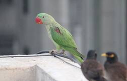 ਤੋਤਾ ਰੱਖਣ ਦੀ ਸ਼ੌਕੀਨ ਮਹਿਲਾ ਨੂੰ ਲੱਗਾ 71 ਹਜ਼ਾਰ ਦਾ ਚੂਨਾ