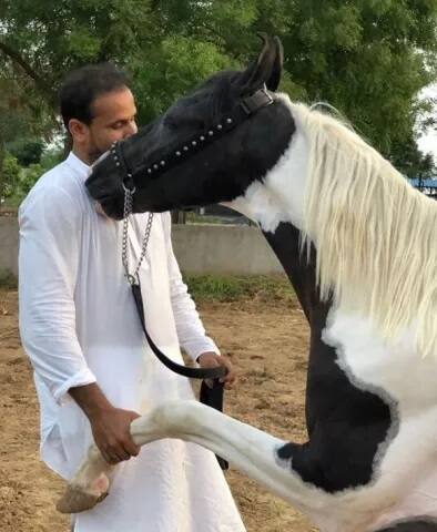 ਪਠਾਨ ਦੀਆਂ ਇਨ੍ਹਾਂ ਤਸਵੀਰਾਂ ਤੋਂ ਅੰਦਾਜ਼ਾ ਲਾਇਆ ਜਾ ਸਕਦਾ ਹੈ ਕਿ ਉਨ੍ਹਾਂ ਨੂੰ ਜਾਨਵਰ ਕਿੰਨੇ ਪਸੰਦ ਹਨ। 