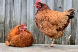 ਬੱਸ 'ਚ ਮੁਰਗੀਆਂ ਚੜ੍ਹਾ ਪਾਇਆ ਪੁਆੜਾ 