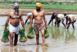 ਪੰਜਾਬ ਸਣੇ ਪੂਰੇ ਦੇਸ਼ 'ਚ ਪੱਛੜੀ ਫ਼ਸਲਾਂ ਦੀ ਬਿਜਾਈ