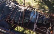 ਆਸਟਰੇਲੀਆ \'ਚ ਲੱਭਿਆ 600 ਕਿੱਲੋ ਦਾ ਮਗਰਮੱਛ! ਵੇਖੋ ਤਸਵੀਰਾਂ