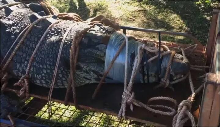 ਇਸ ਨੂੰ ਇੱਕ ਫਾਰਮ ਵਿੱਚ ਸੁਰੱਖਿਅਤ ਰੱਖਿਆ ਗਿਆ ਹੈ। ਹੈਰਾਨੀ ਵਾਲੀ ਗੱਲ ਇਹ ਹੈ ਕਿ ਇਹ ਸਾਲਟਵਾਟਰ ਮਗਰਮੱਛ ਹਰ ਸਾਲ ਕਰੀਬ ਦੋ ਲੋਕਾਂ ਦੀ ਜਾਨ ਲੈ ਲੈਂਦਾ ਸੀ।