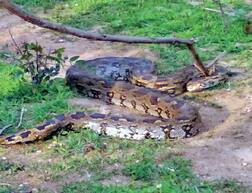 ਅਜਗਰ ਦੇ ਜਬਾੜਿਆਂ ’ਚੋਂ ਵਾਲ-ਵਾਲ ਬਚਾਈ 10 ਸਾਲਾ ਬੱਚੀ