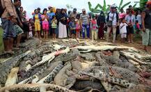 ਬੰਦਾ ਮਾਰਨ \'ਤੇ ਪਿੰਡ ਵਾਲਿਆਂ ਨੇ 300 ਮਗਰਮੱਛ ਮਾਰ ਲਿਆ ਬਦਲਾ