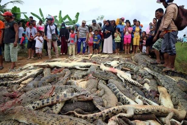 ਇੰਡੋਨੇਸ਼ੀਆ ਦੇ ਕੁਦਰਤੀ ਸਰੋਤ ਰੱਖਿਆ ਏਜੰਸੀ ਦੇ ਮੁਖੀ ਨੇ ਦੱਸਿਆ ਕਿ ਚੀਕਾਂ ਸੁਣ ਫੌਰਨ ਭੱਜਿਆ ਤੇ ਦੇਖਿਆ ਮਗਰਮੱਛ ਨੇ ਹਮਲਾ ਕੀਤਾ ਹੈ। ਬਸਰ ਮਨੂਲੰਗ ਨੇ ਦੱਸਿਆ ਕਿ ਇਸ ਘਟਨਾ ਤੋਂ ਬਾਅਦ ਬੀਤੇ ਸ਼ਨੀਵਾਰ ਨੂੰ ਪਿੰਡ ਦੇ ਕਈ ਬੰਦੇ ਫਾਰਮ ਵਿੱਚ ਆਏ ਤੇ ਸਾਰੇ ਮਗਰਮੱਛਾਂ ਨੂੰ ਮਾਰ ਦਿੱਤਾ।