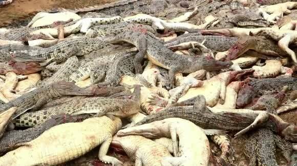 ਮੁਖੀ ਨੇ ਦੱਸਿਆ ਕਿ ਇਸ ਫਾਰਮ ਨੂੰ ਸਾਲ 2013 ਵਿੱਚ ਲਾਈਸੰਸ ਦਿੱਤਾ ਗਿਆ ਸੀ ਤੇ ਇਹ ਸ਼ਰਤ ਸੀ ਕਿ ਇੱਥੋਂ ਦੇ ਮਗਰਮੱਛ ਕਿਸੇ ਬੰਦੇ ਨੂੰ ਨੁਕਸਾਨ ਨਹੀਂ ਪਹੁੰਚਾਉਣਗੇ। ਬਸਰ ਨੇ ਦੱਸਿਆ ਕਿ ਫਿਲਹਾਲ ਪੁਲਿਸ ਮਾਮਲੇ ਦੀ ਜਾਂਚ ਕਰ ਰਹੀ ਹੈ।