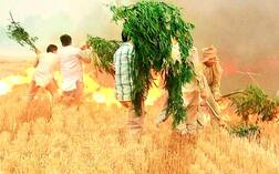 ਅੱਗ ਨਾਲ ਸੜੀਆਂ ਫ਼ਸਲਾਂ ਦਾ ਮੁਆਵਜ਼ਾ ਜਾਰੀ, ਮੁੱਖ ਮੰਤਰੀ ਦੇ ਜ਼ਿਲ੍ਹੇ ਨੂੰ ਸਭ ਤੋਂ ਵੱਡਾ ਗੱਫਾ