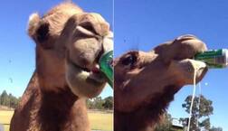 ਇਕੋ ਸਾਹੇ ਬੀਅਰ ਦੀ ਪੂਰੀ ਬੋਤਲ ਡਕਾਰਦਾ ਊਠ, ਵੀਡੀਓ ਵਾਇਰਲ 