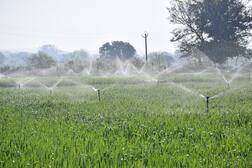 ਕੰਢੀ ਖੇਤਰ 'ਚ ਪਰਤੀ ਹਰਿਆਲੀ, ਤੁਪਕਾ ਸਿੰਜਾਈ ਨੇ ਕੀਤਾ ਕਮਾਲ