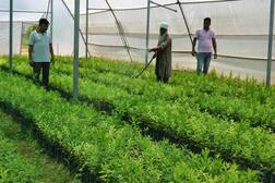 ਚੰਦਨ ਦੀ ਖੇਤੀ ਨਾਲ ਹੈਕਟੇਅਰ 'ਚੋਂ ਸਵਾ ਦੋ ਕਰੋੜ ਦੀ ਕਮਾਈ