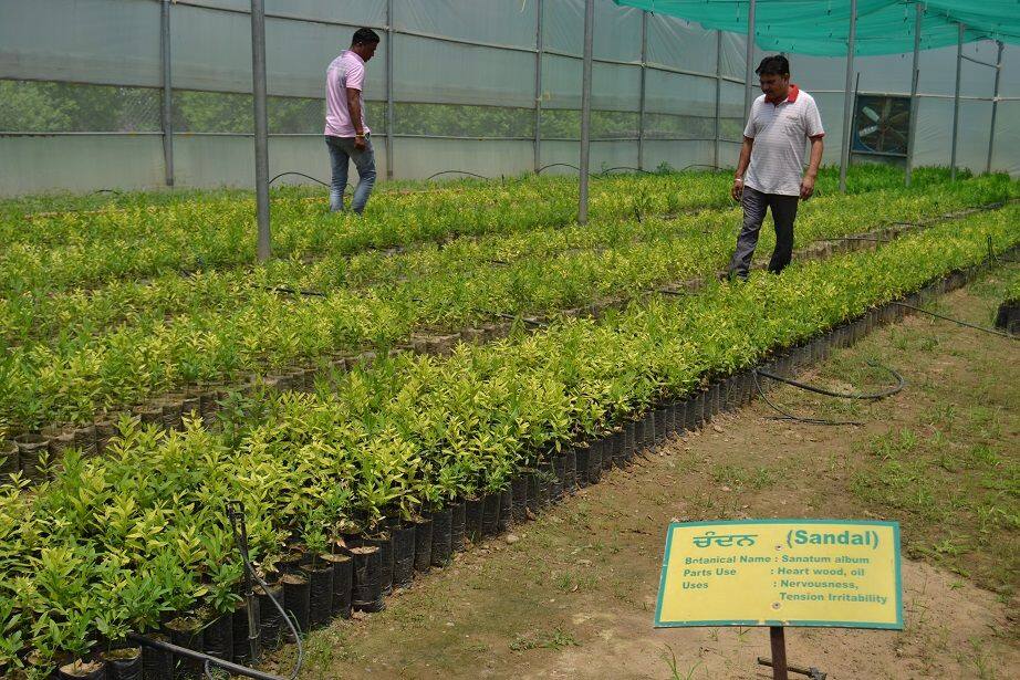 ਚੰਦਨ ਦੀ ਖੇਤੀ ਨਾਲ ਹੈਕਟੇਅਰ 'ਚੋਂ ਸਵਾ ਦੋ ਕਰੋੜ ਦੀ ਕਮਾਈ