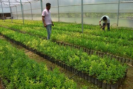 ਚੰਦਨ ਦੀ ਖੇਤੀ ਨਾਲ ਹੈਕਟੇਅਰ 'ਚੋਂ ਸਵਾ ਦੋ ਕਰੋੜ ਦੀ ਕਮਾਈ