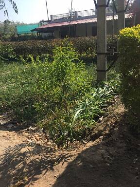 ਚੰਦਨ ਦੀ ਖੇਤੀ ਨਾਲ ਹੈਕਟੇਅਰ 'ਚੋਂ ਸਵਾ ਦੋ ਕਰੋੜ ਦੀ ਕਮਾਈ