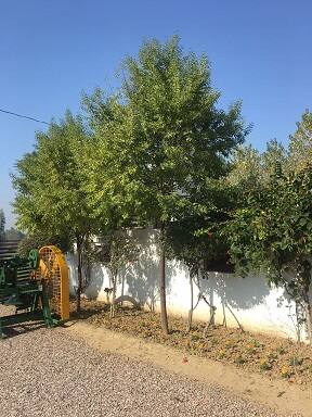 ਚੰਦਨ ਦੀ ਖੇਤੀ ਨਾਲ ਹੈਕਟੇਅਰ 'ਚੋਂ ਸਵਾ ਦੋ ਕਰੋੜ ਦੀ ਕਮਾਈ