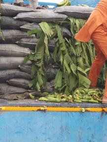 ਕੇਲਿਆਂ ਦੇ ਟਰੱਕ ’ਚ ਭੁੱਕੀ ਦਾ ਜੁਗਾੜ, ਇੰਝ ਆਏ ਕਾਬੂ