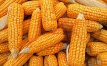 ਸਾਉਣ ਮਹੀਨੇ ਛੱਲੀਆਂ ਖਾਣ ਦੇ ਫਾਇਦੇ