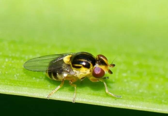 ਖੋਜਕਾਰਾਂ ਦਾ ਦਅਵਾ ਹੈ ਕਿ ਬਲੈਕ ਫਲਾਈ ਦੇ ਡੰਗ 'ਚ ਜ਼ਹਿਰ ਹੁੰਦਾ ਹੈ। ਉਸ ਦੇ ਕੱਟਣ ਨਾਲ ਸਰੀਰ 'ਚ ਜਰਾਸੀਮ ਫੈਲ ਜਾਂਦੇ ਹਨ ਤੇ ਅੱਖਾਂ ਦੀਆਂ ਨਾੜੀਆਂ 'ਤੇ ਅਸਰ ਪੈਂਦਾ ਹੈ। ਇਸ ਨਾਲ ਲੋਕ ਨੇਤਰਹੀਣ ਹੋ ਜਾਂਦੇ ਹਨ।