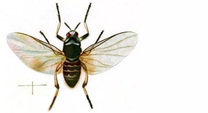 ਬਲੈਕ ਫਲਾਈ ਨੂੰ ਬਫੈਲੋ ਨੈਟ ਵੀ ਕਿਹਾ ਜਾਂਦਾ ਹੈ। ਇਨ੍ਹਾਂ ਨੂੰ ਬਲੈਕ ਫਲਾਈਸ ਵੀ ਕਿਹਾ ਜਾਂਦਾ ਹੈ। ਇਹ ਸੁਰਮੇਰੰਗੀ, ਭੂਰੀ ਤੇ ਪੀਲੇ ਰੰਗ ਦੀ ਹੁੰਦੀ ਹੈ।