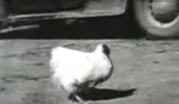 ਇਹ ਮੁਰਗੀ 18 ਮਹੀਨੇ ਤਕ ਜੀਊਂਦੀ ਰਹੀ ਤੇ ਫਿਰ ਉਸ ਦੀ ਮੌਤ ਹੋ ਗਈ।