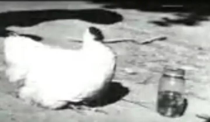 ਅਜਿਹਾ ਇਸ ਕਰਕੇ ਹੋਇਆ ਕਿਉਂਕਿ ਮਾਈਕ ਦੇ ਗਲ ਵਿੱਚ ਕੁਝ ਫਸ ਗਿਆ ਸੀ ਜਿਸ ਕਰਕੇ ਉਸਦਾ ਸਾਹ ਅੜ ਗਿਆ ਤੇ ਉਸਦੀ ਮੌਤ ਹੋ ਗਈ। (ਤਸਵੀਰਾਂ- ਯੂਟਿਊਬ)