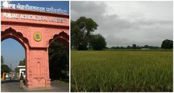 ਮੀਂਹ ਦੀ ਚੇਤਾਵਨੀ ਤੋਂ ਬਾਅਦ ਕਿਸਾਨਾਂ ਲਈ ਖੇਤੀਬਾੜੀ ਯੂਨੀਵਰਸਿਟੀ ਵੱਲੋਂ ਨਿਰਦੇਸ਼ ਜਾਰੀ