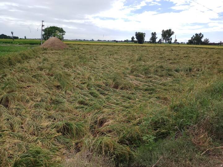 ਪੰਜਾਬ ਵਿੱਚ ਮੀਂਹ ਨਾਲ ਸਭ ਤੋਂ ਵੱਧ ਮਾਰ ਕਿਸਾਨਾਂ ਨੂੰ ਪਈ ਹੈ ਜਿਨ੍ਹਾਂ ਦੀ ਪੱਕੀ ਫ਼ਸਲ ਪਾਣੀ ਵਿੱਚ ਬਰਬਾਦ ਹੋ ਰਹੀ ਹੈ।