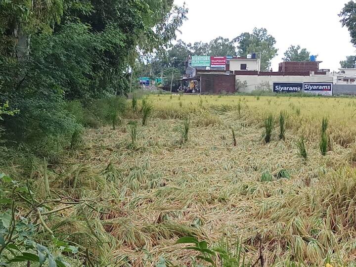 ਪੂਰੇ ਉੱਤਰੀ ਭਾਰਤ ਵਿੱਚ ਮੀਂਹ ਦਾ ਕਹਿਰ ਜਾਰੀ ਹੈ। ਹਿਮਾਚਲ ਦੇ ਨਾਲ-ਨਾਲ ਪੰਜਾਬ ਵਿੱਚ ਵੀ ਮੀਂਹ ਨਾਲ ਕਈ ਘਟਨਾਵਾਂ ਸਾਹਮਣੇ ਆ ਰਹੀਆਂ ਹਨ।