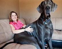 ਦੁਨੀਆ ਦੇ ਸਭ ਤੋਂ ਵੱਡੇ ਜਾਨਵਰ, ਵੇਖੋ ਤਸਵੀਰਾਂ