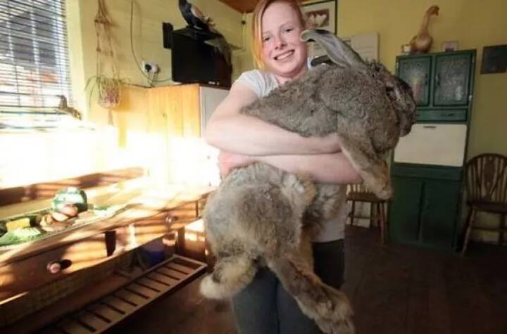 2010 ਵਿੱਚ ਇਸ ਖਰਗੋਸ਼ ਨੂੰ ਸਭ ਤੋਂ ਜ਼ਿਆਦਾ ਵਜ਼ਨੀ 55 ਪਾਊਂਡ ਹੋਣ ਲਈ ਦੋ ਵਾਰ ਗਿਨੀਜ਼ ਖਿਤਾਬ ਮਿਲ ਚੁੱਕਾ ਹੈ।