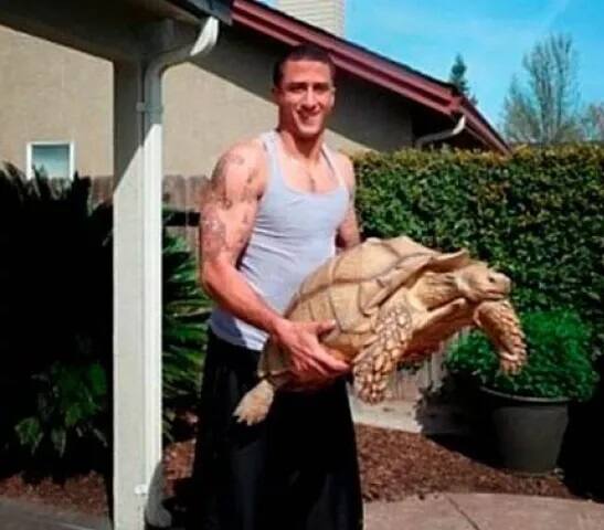 ਸੈਨ ਫਰਾਂਸਿਸਕੋ, ਸੀਏ ਦੇ ਇੱਕ ਕੱਛੂਕੁੰਮੇ ਸੈਮੀ ਨੂੰ ਸਭ ਤੋਂ ਵਜ਼ਨੀ 115 ਪਾਊਂਡ ਦਾ ਹੋਣ ਲਈ ਖਿਤਾਬ ਮਿਲ ਚੁੱਕਾ ਹੈ। (ਤਸਵੀਰਾਂ- ਮਾਈਂਡਬਲੋਇੰਗ)