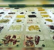 ਹੁਣ ਇਨਸਾਨੀ ਦਿਮਾਗ਼ ਨੂੰ ਛੋਹਣ ਤੋਂ ਲੈ ਕੇ ਤਸਵੀਰਾਂ ਵੀ ਖਿੱਚਵਾ ਸਕਦੇ ਹੋ, ਪੜ੍ਹੋ ਰੌਚਕ ਜਾਣਕਾਰੀ