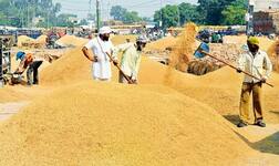 ਸਰਕਾਰ ਨਹੀਂ ਕਰੇਗੀ ਕਣਕ ਤੇ ਝੋਨੇ ਦੀ ਖਰੀਦ! ਪੰਜਾਬ ਨੂੰ ਲੱਗੇਗਾ ਝਟਕਾ