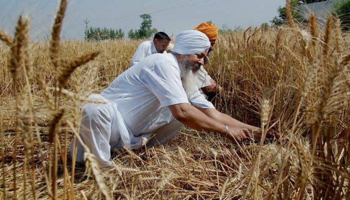 is modi govt responsible for punjab agriculture crisis ਪੰਜਾਬ ਦੀ ਖੇਤੀ ਨੂੰ ਮੋਦੀ ਦੀ ਨੋਟਬੰਦੀ, ਜੀਐਸਟੀ ਤੇ ਸੀਏਏ ਨੇ ਝੰਬਿਆ!