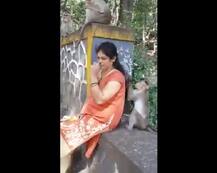 ਜਦੋਂ ਬਾਂਦਰ ਨੇ ਬੜੇ ਪਿਆਰ ਨਾਲ ਸੰਵਾਰੇ ਔਰਤ ਦੇ ਵਾਲ, ਸ਼ਿਮਲਾ ਤੋਂ ਆਈਆਂ ਤਸਵੀਰਾਂ