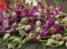 ਗੁਰੂ ਰਾਮਦਾਸ ਜੀ ਦੇ ਪ੍ਰਕਾਸ਼ ਪੁਰਬ ਮੌਕੇ ਦਰਬਾਰ ਸਾਹਿਬ ਲਈ ਸ਼ਾਨਦਾਰ ਫੁੱਲਾਂ ਦੀ ਸਜਾਵਟ