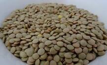 ਮੂੰਗੀ-ਮਸਰ ਦੀ ਦਾਲ ਖਾਣ ਵਾਲੇ ਇਹ ਖ਼ਬਰ ਜ਼ਰੂਰ ਪੜ੍ਹਨ