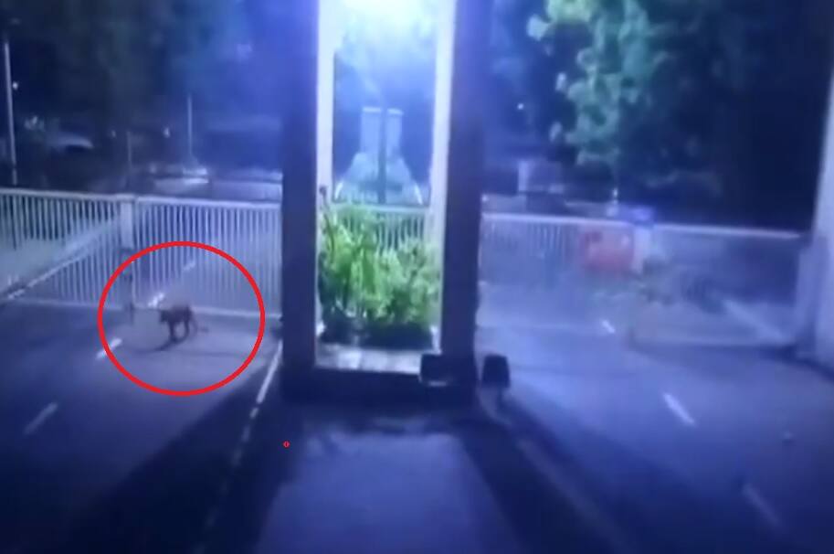 Leopard entered Secretariat premises in Gujarat's Gandhinagar ਗੁਜਰਾਤ ਵਿਧਾਨ ਸਭਾ 'ਚ ਵੜਿਆ ਤੇਂਦੂਏ, ਅਜੇ ਤਕ ਨਹੀਂ ਮਿਲਿਆ ਕੋਈ ਸੁਰਾਗ