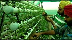 ਮੋਗਾ ਵਿੱਚ ਕਿਸਾਨ ਗੁਰਕ੍ਰਿਪਾਲ ਬਿਨਾਂ ਮਿੱਟੀ ਕਰ ਰਿਹਾ ਅਨੌਖੀ ਖੇਤੀ !