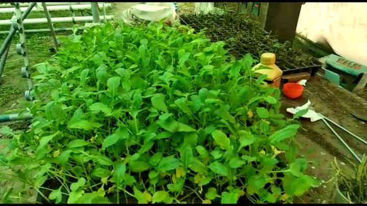  ਜਿੱਥੇ ਇਹ ਖੇਤੀ ਪੌਦਿਆਂ ਦਾ ਉਤਪਾਦਨ ਵਧਾਉਂਦੀ ਹੈ, ਉੱਥੇ ਇਸ ਦੀ ਕਵਾਲਿਟੀ ਵੀ ਵਧੀਆ ਹੋ ਜਾਂਦੀ ਹੈ। ਇਸ ਢੰਗ ਨਾਲ ਖੇਤੀ ਕਰਨ ਵਿੱਚ ਕਾਫ਼ੀ ਹੱਦ ਤੱਕ ਮੁਨਾਫਾ ਵਧ ਜਾਂਦਾ ਹੈ।