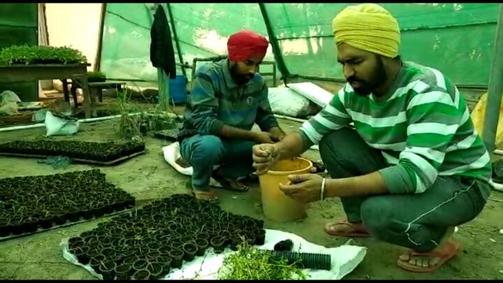 ਇਸ ਨੂੰ ਲਾਉਣ ਲਈ ਇੱਕ ਵਾਰ ਨਿਵੇਸ਼ ਕਰਨਾ ਪੈਂਦਾ ਹੈ ਤੇ ਮਿਹਨਤ ਤੇ ਰੱਖ ਰਖਾਵ ਨਾਲ ਉਤਪਾਦਨ ਵਿੱਚ ਕਾਫ਼ੀ ਮਾਤਰਾ ਵਿੱਚ ਮੁਨਾਫਾ ਤੇ ਕਵਾਲਿਟੀ ਵੀ ਚੰਗੀ ਹੋ ਜਾਂਦੀ ਹੈ।