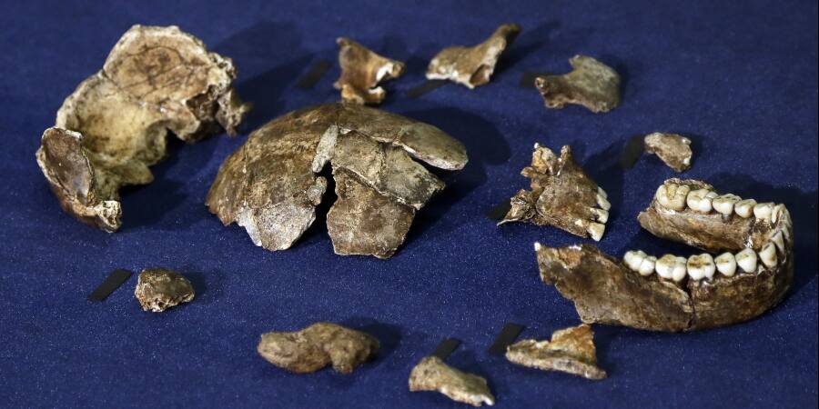 1 ਕਰੋੜ 10 ਲੱਖ ਸਾਲ ਪੁਰਾਣਾ ਮਨੁੱਖੀ ਜੀਵਾਣੂ ਲੱਭਿਆ