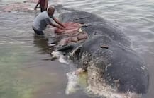 ਮਰੀ ਵ੍ਹੇਲ ਦੇ ਢਿੱਡ ’ਚੋਂ ਮਿਲੇ 115 ਪਲਾਸਟਿਕ ਦੇ ਕੱਪ ਤੇ ਬੋਤਲਾਂ, ਵੇਖੋ ਤਸਵੀਰਾਂ