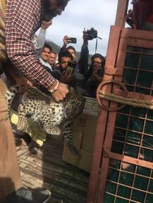 ਅਦਾਲਤ ’ਚ ਆ ਵੜਿਆ ਤੇਂਦੂਆ, ਮੱਚਿਆ ਭੜਥੂ